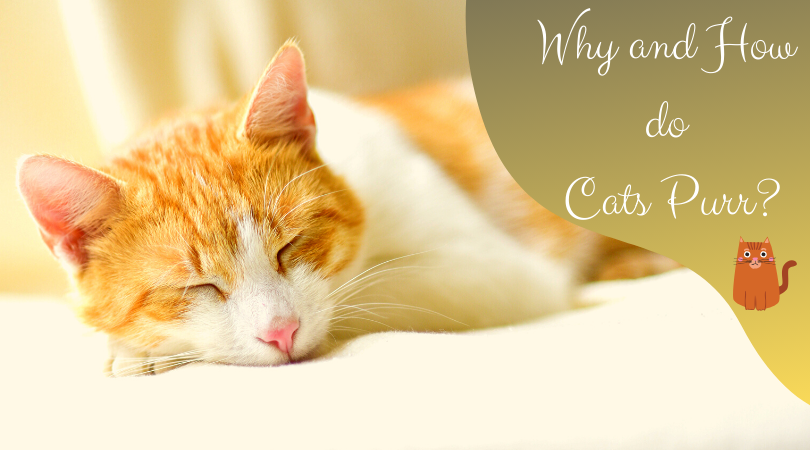why do cats purr