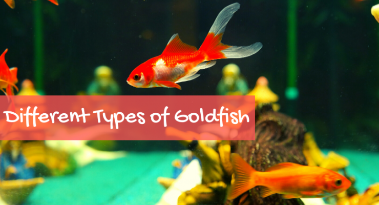 Different Types of Goldfish