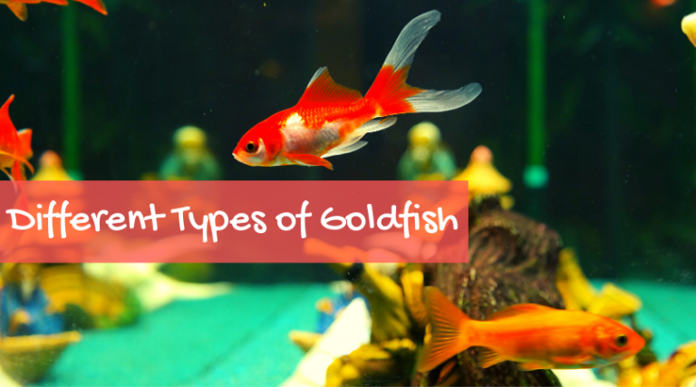 Types Of Goldfish - Petsium