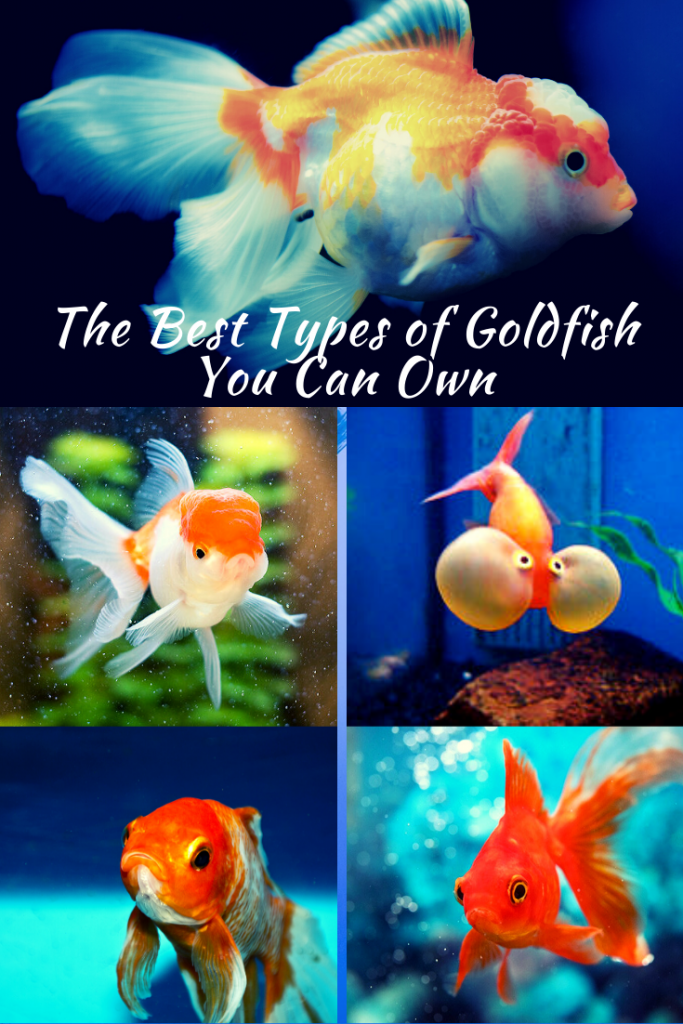 Types Of Goldfish - Petsium