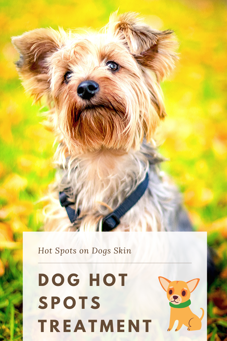 Dog Hot Spots Treatment