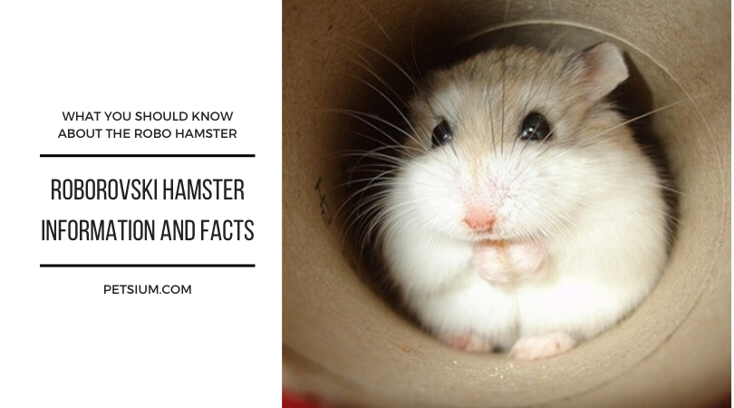Roborovski Dwarf Hamster Care Facts Diet Cage Petsium,Pet Tortoise Cage