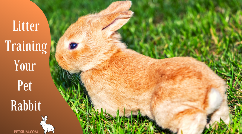Litter Training Your Pet Rabbit