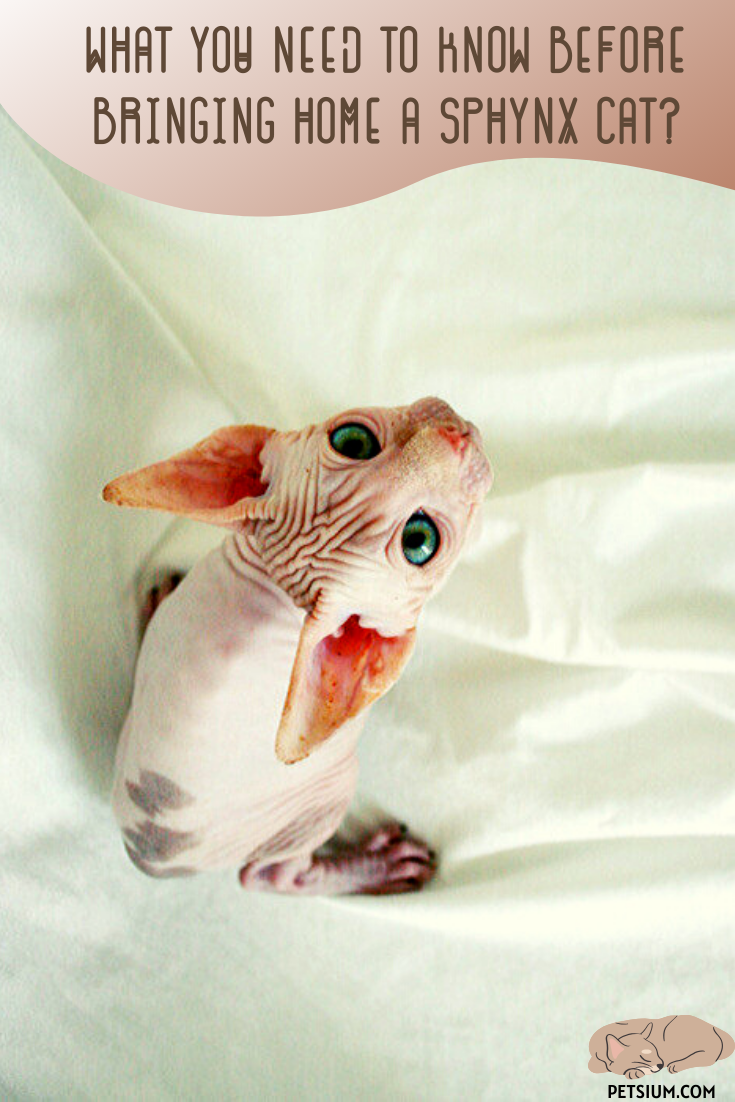 Sphynx Cats - Petsium