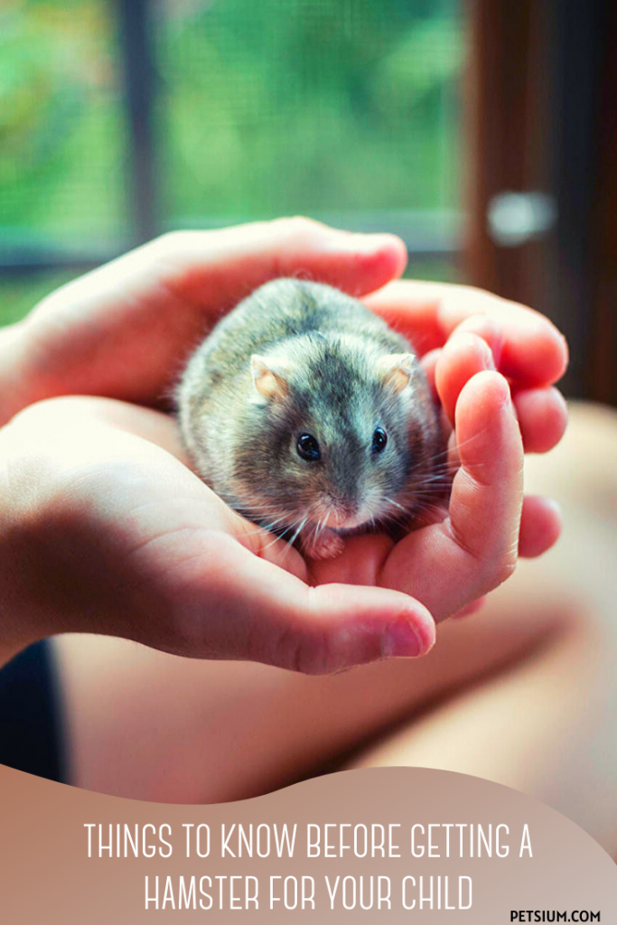 Hamsters and Children Petsium