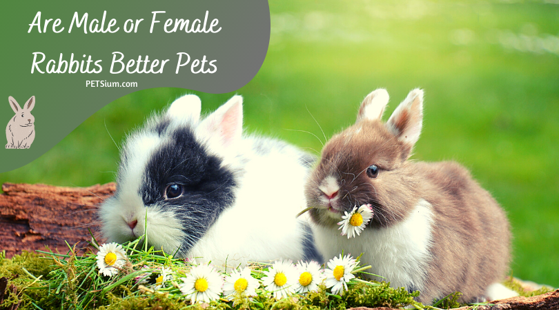are male or female rabbits better pets