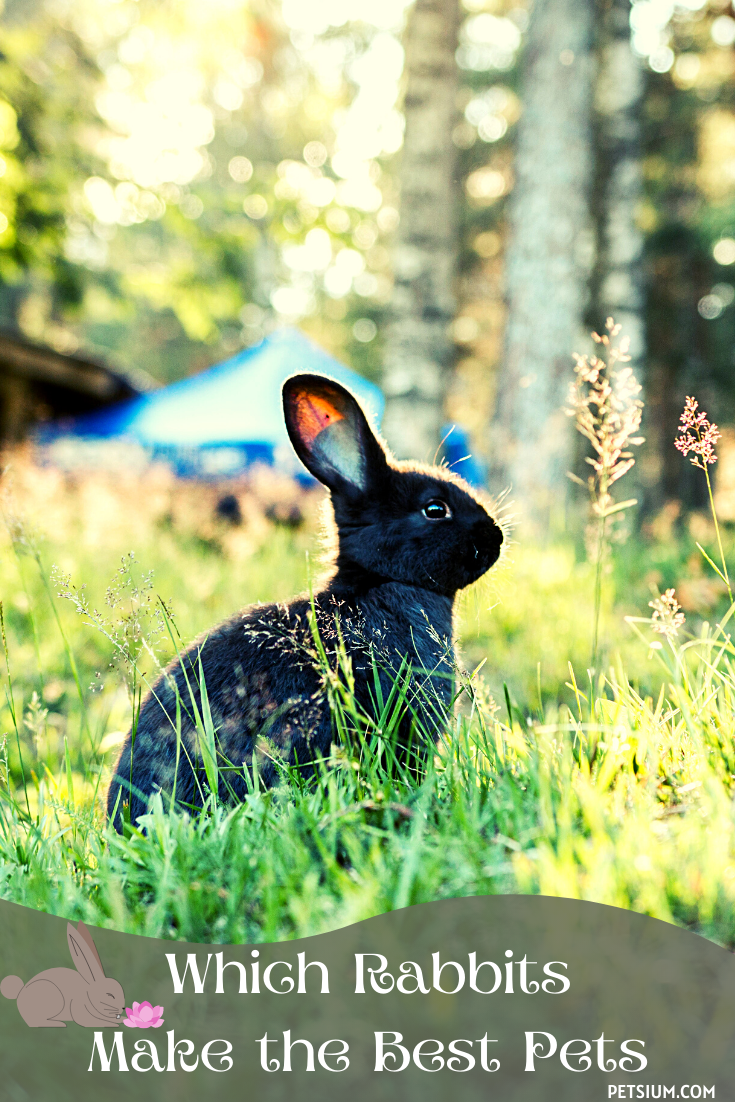 which rabbits make the best pets