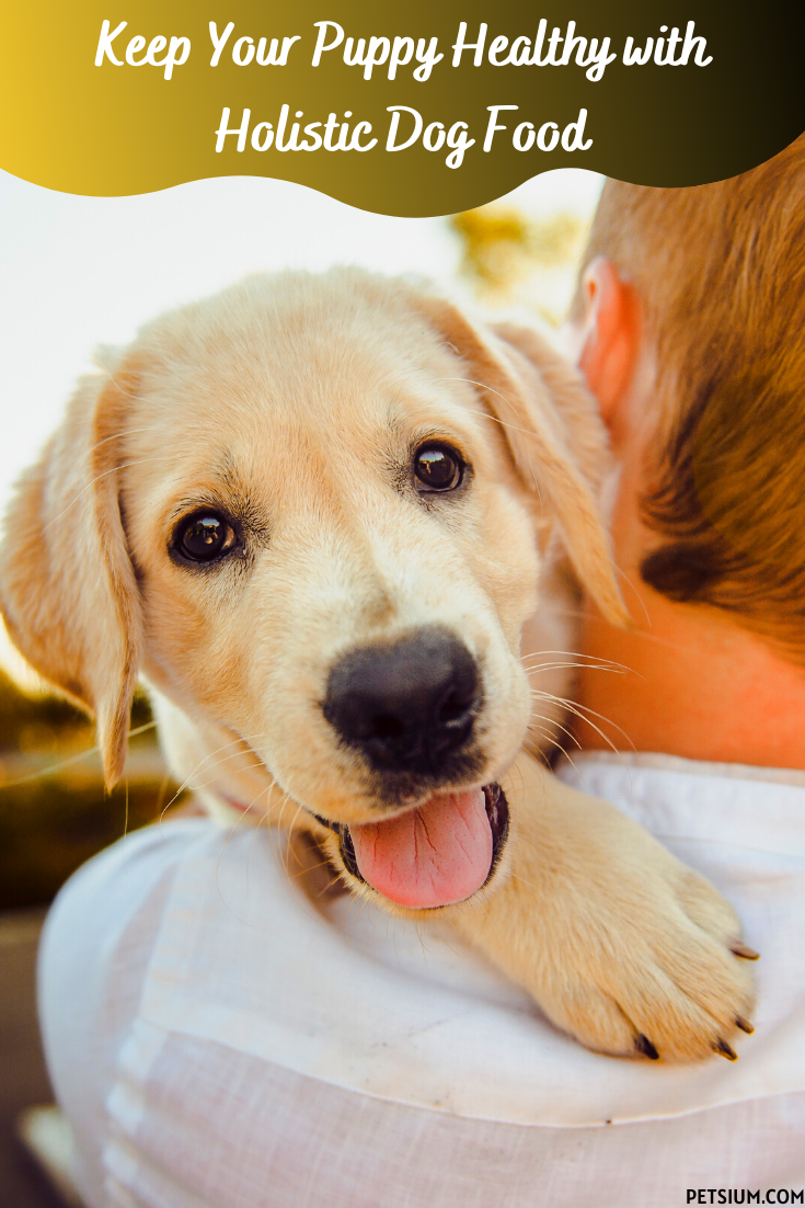 Keep Your Puppy Healthy with Holistic Dog Food