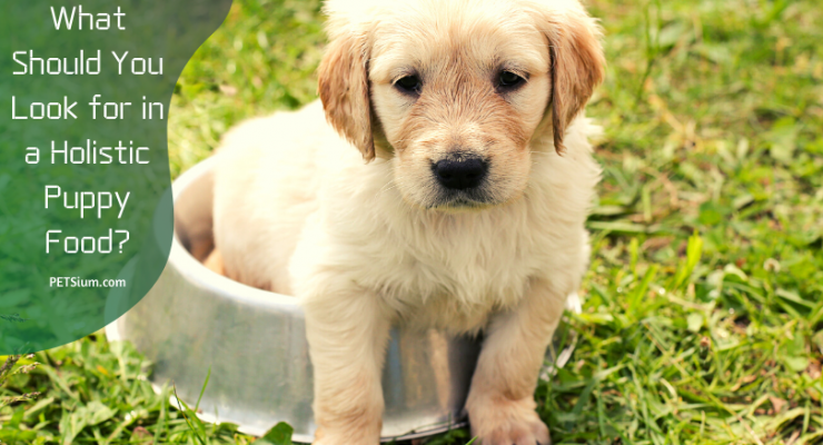 What Should You Look for in a Holistic Puppy Food