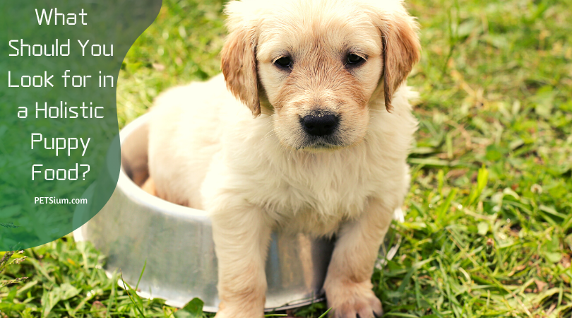 What Should You Look for in a Holistic Puppy Food