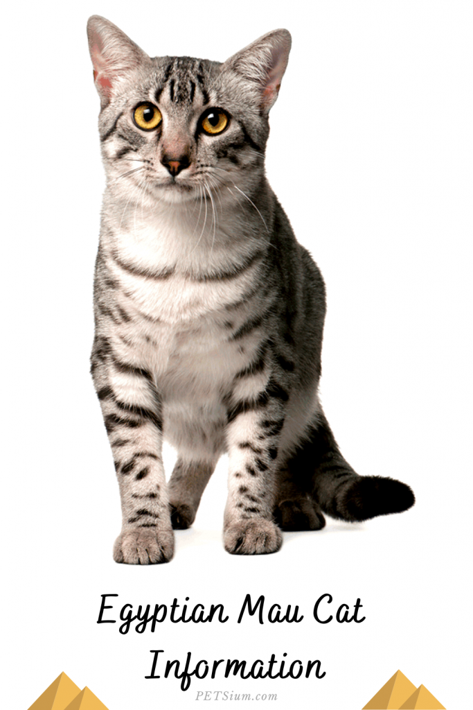 Egyptian Mau Cat - Petsium