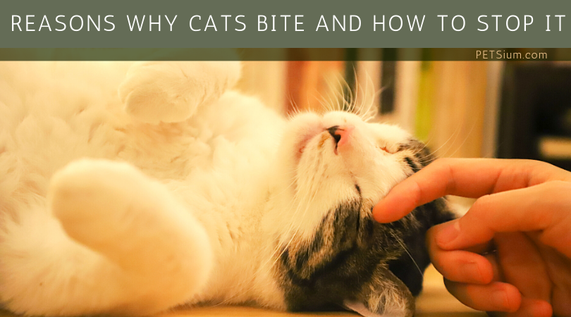 Reasons Why Cats Bite and How to Stop It