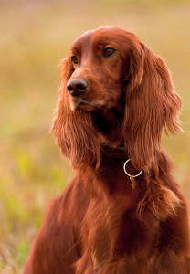 Irish-Setter-Dog