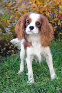 King-Charles-Cavalier-Dog