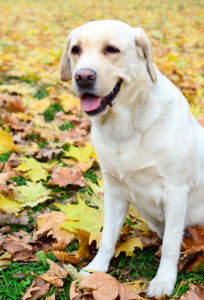 Labrador-Dog