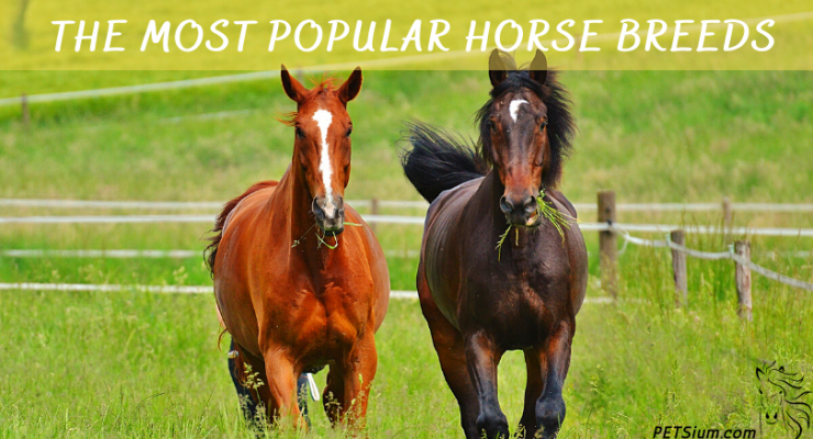 Most Popular Horse Breeds