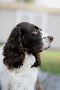 Springer-Spaniel-Dog