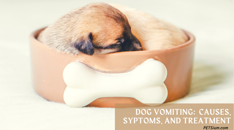 7-causes-of-dog-trowing-up-undigested-food-and-treatment-petsium