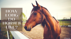 How Long Does A Horse Live? - Petsium