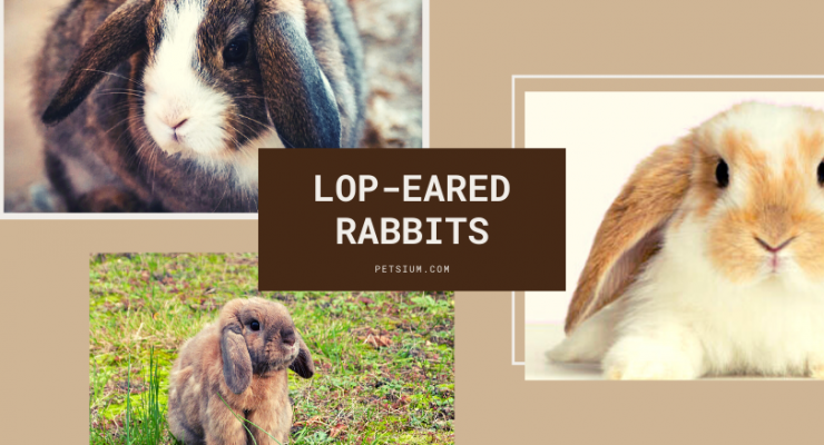 lop-eared rabbits