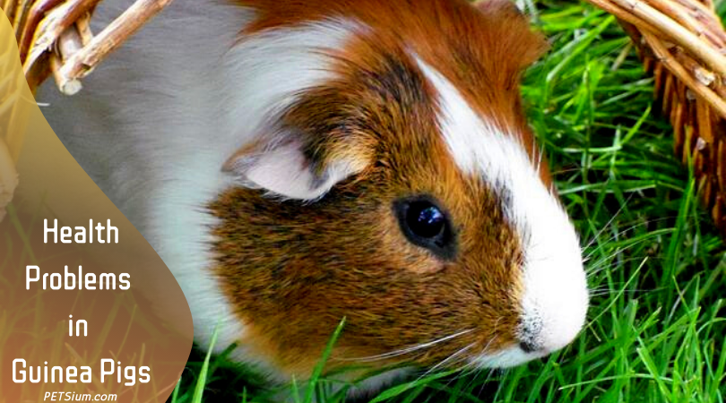 Health Problems in Guinea Pigs