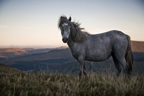 female horse names