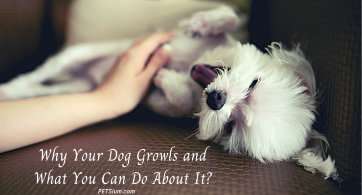 why your dog growls and what you can do about it