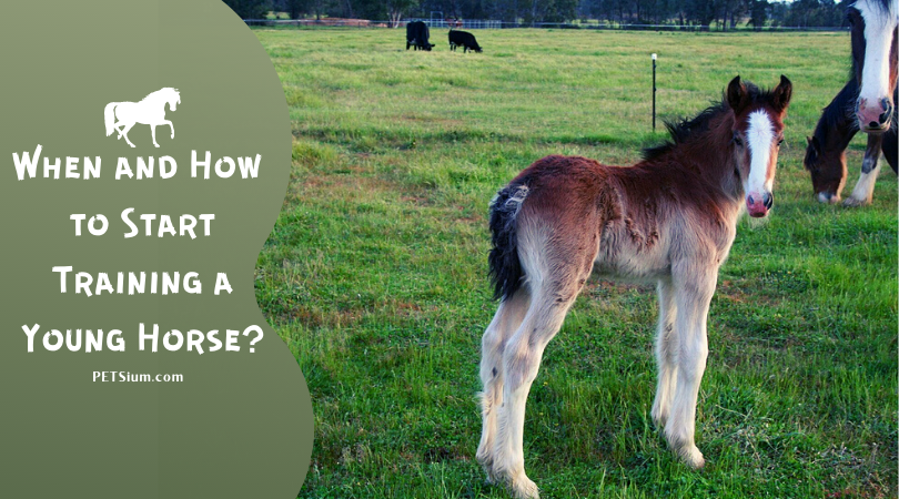 foal training