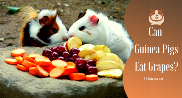 Can Guinea Pigs Eat Grapes