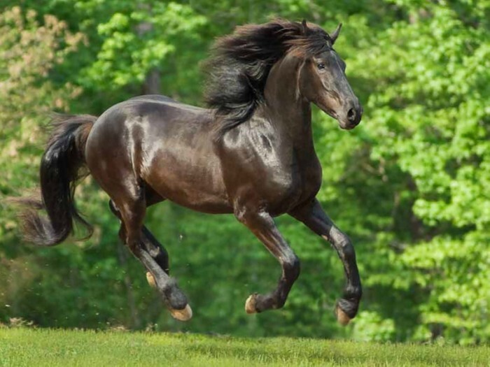 Horse running