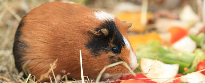 Can Guinea Pigs Have Grapes