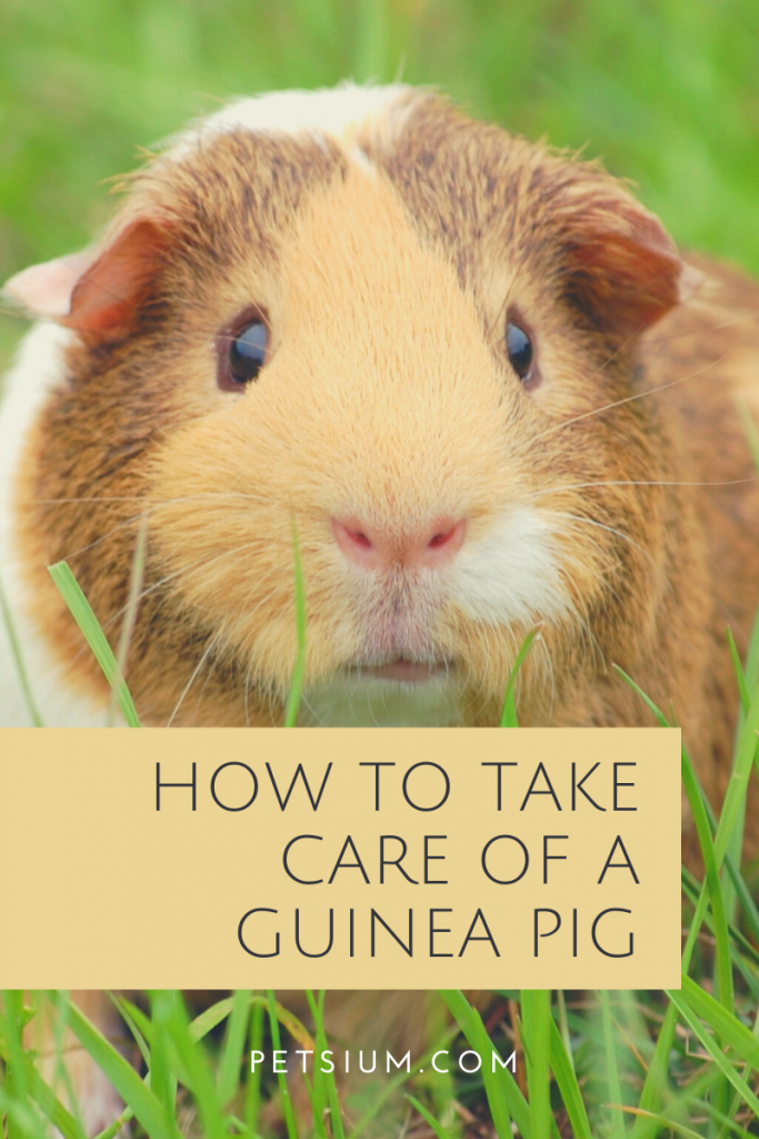 Guinea Pig Care - How To Take Care Of A Guinea Pig - Petsium