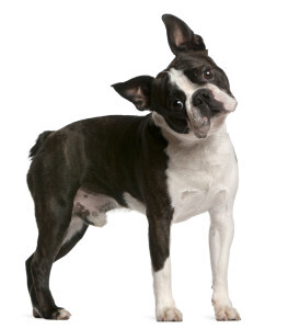 Boston Terrier Dog