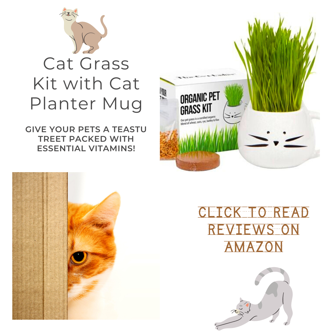 Cat Grass Planter Growing Kit