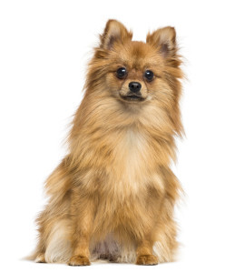 German Spitz Miniature Dog