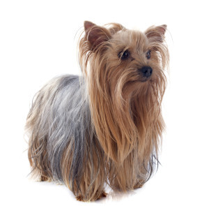 Yorkshire Terrier Dog