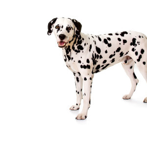 Dalmatian dog