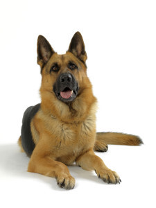 German Shepherd Dog