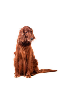 Irish Setter