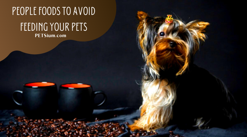 foods that are toxic to dogs