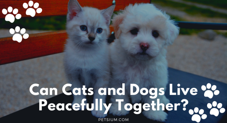 Can Cats and Dogs Live Together