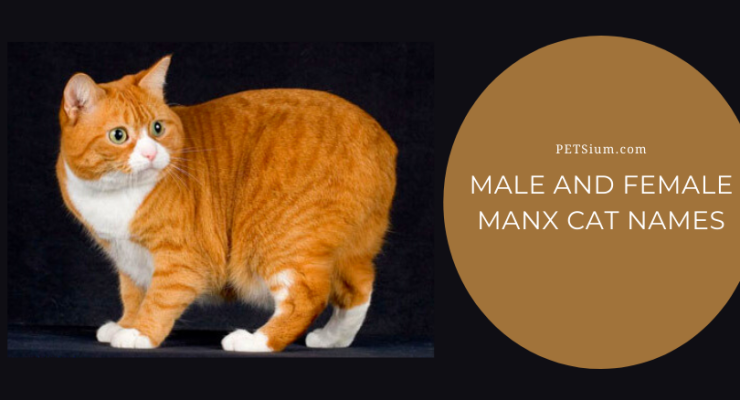 Manx Cat Names