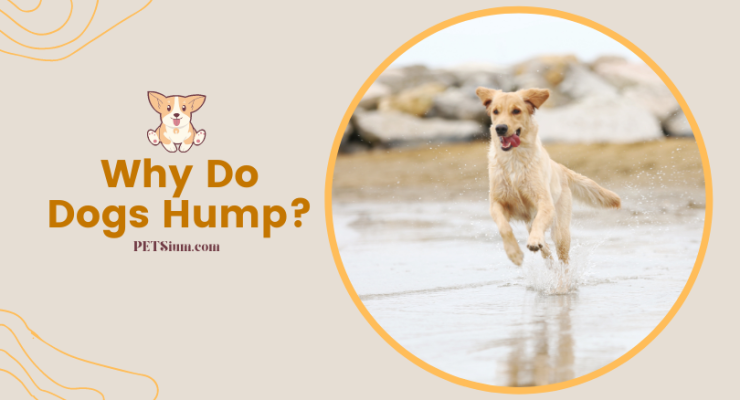Why do Dogs Hump