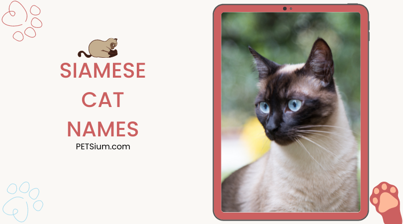 Boy and Girl Siamese Cat Names