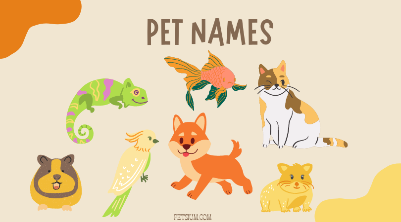 Best Pet Names Petsium