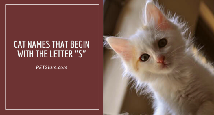 Cat Names That Begin with the Letter S