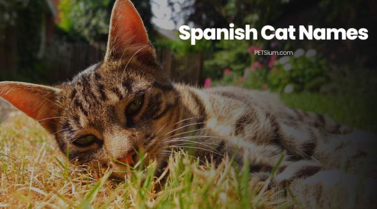 Spanish Names For Cats 768x427 