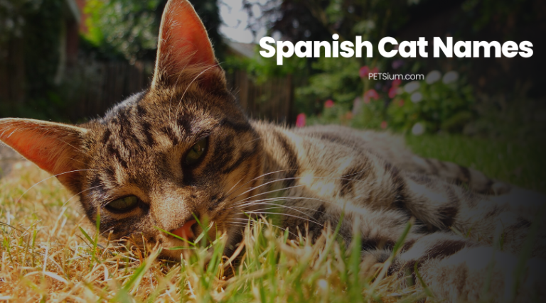 learning-spanish-with-fun-cat-expressions-barcelona-blonde