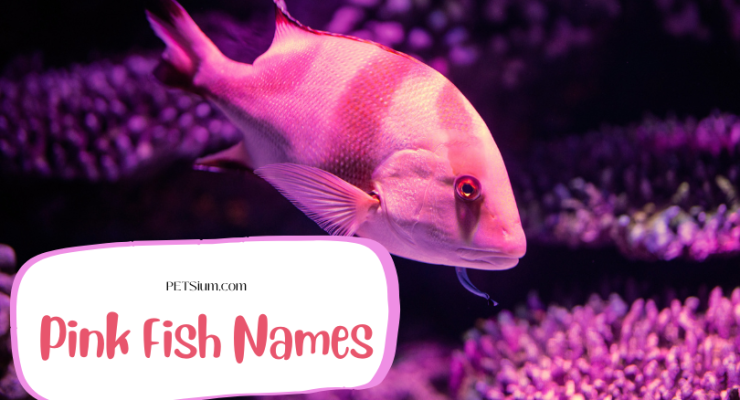 Pink Fish Names
