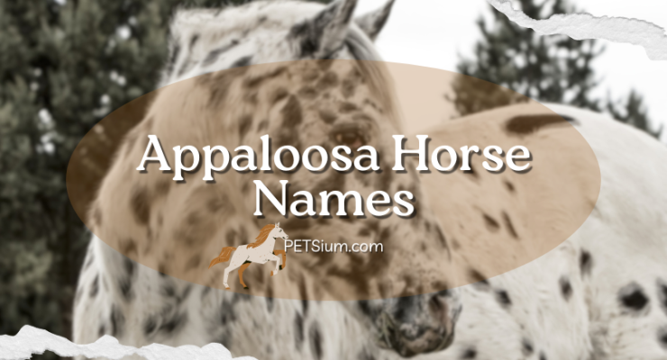 Appaloosa Horse Names